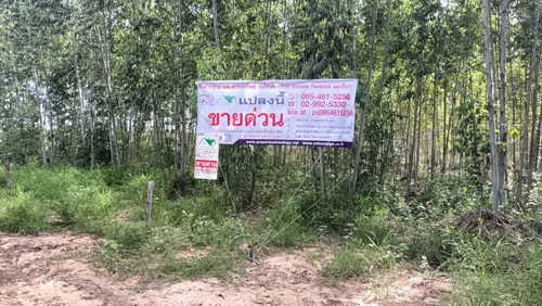 ขายที่ดินพร้อมสวนป่ายูคาลิปตัส 20-0-18 ไร่ (2แปลงติดกัน) หน้ากว้าง 117 เมตร ลึก 290 เมตร ติดถนนสาธารณะ ต้นยูคาลิปตัส อายุ 3 ปี