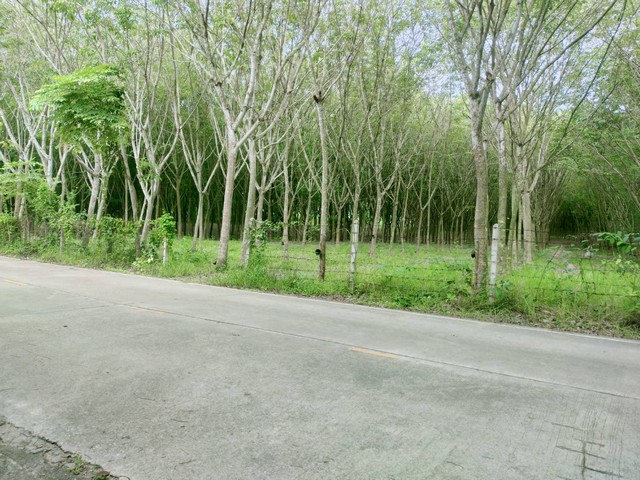 ขายที่ดินสวนยางใกล้แยกทับมา เหมาะทำบ้านจัดสรร 9 ไร่ไร่ละ 2.8 ล้าน