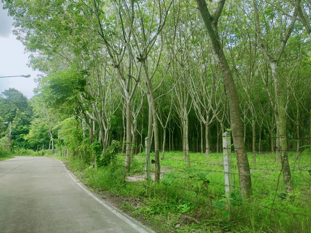 ขายที่ดินสวนยางใกล้แยกทับมา เหมาะทำบ้านจัดสรร 9 ไร่ไร่ละ 2.8 ล้าน