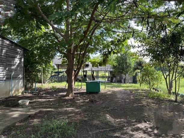 โซนสารภี ขาย 5.6 ล้าน บ้านสวนเนื้อที่กว้าง 1 ไร่ 1 งาน #หนองผึ้ง มีพื้นที่สำหรับทำเกษตรพอเพียง บ่อปลา สามารถปลูกผักสวนครัวได้ ​