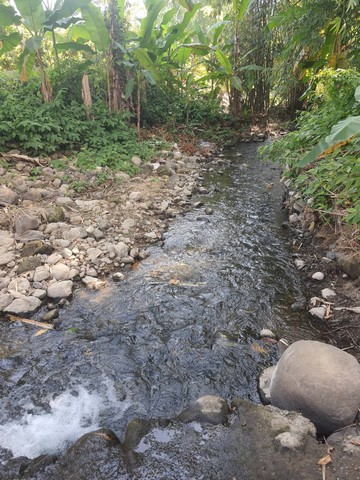ขายที่ดินติดลำธาร แถมบ้านสวน พร้อม บ่อปลา แปลงผัก และผลไม้ อ.ฝาง จ.เชียงใหม่