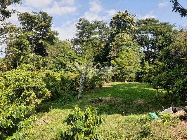 ขายที่ดินติดลำธาร แถมบ้านสวน พร้อม บ่อปลา แปลงผัก และผลไม้ อ.ฝาง จ.เชียงใหม่