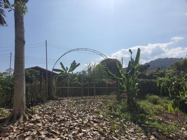 ขายที่ดินติดลำธาร แถมบ้านสวน พร้อม บ่อปลา แปลงผัก และผลไม้ อ.ฝาง จ.เชียงใหม่