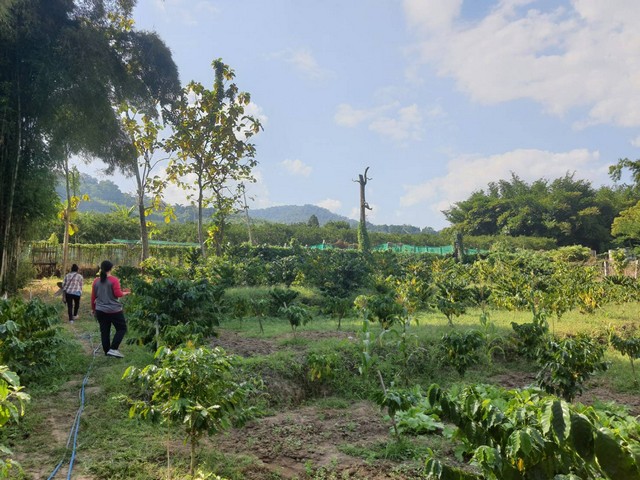 ขายที่ดินติดลำธาร แถมบ้านสวน พร้อม บ่อปลา แปลงผัก และผลไม้ อ.ฝาง จ.เชียงใหม่
