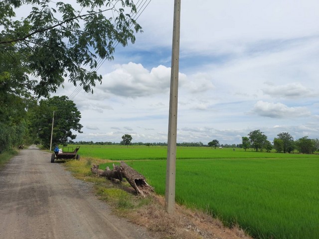 ขายด่วนที่ดินถูก ที่นา 8-1-90ไร่ 580,000บ. ถนนดิน ไฟฟ้า บาดาล ต.หนองกระเจา อ.ชุมแสง นครสวรรค์