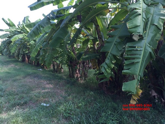 ขายที่ดิน ติดถนนกาญจนาภิเษก ตร.ว.ละ 15000 บาท 6-1-21.3 ไร่ Land for sale