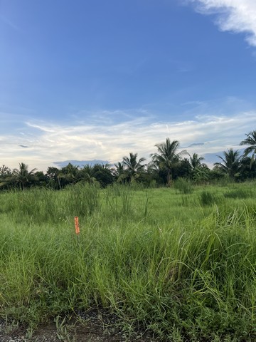 ที่ดินแบ่งขาย คลอง 9 หนองเสือตะวันตก ติดถนนเลียบคลองแอน ทะลุคลอง 8 ได้ สะดวกมาก