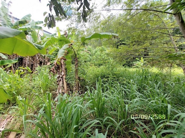 ที่ดินว่างเปล่าใกล้ แก้วมินิมาร์ท อำเภอเมืองสุราษฎร์ธานี จังหวัดสุราษฎร์ธานี PKK01-11625
