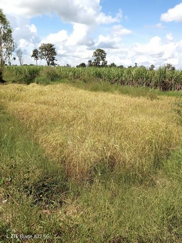 ขายด่วน ที่ดินสวย 7 ไร่ พร้อมสิ่งปลูกสร้าง  ติดถนนหลัก ใกล้แยกถนนเทศบาล 2 .ปราสาท จ.สุรินทร์  ZE571