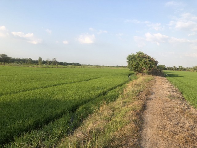 โปรนี้มีส่วนลดนะคะที่นาแบ่งโฉนดขายค่ะลาดหลุมแก้ว ปทุม การเกษตรดินดีวิวสวย บ่อเงินปุทม ใกล้แหล่งน้ำเหมาะทำเกษตร  ใกล้ชุมชน 5ไร่  อำเภอลาดหลุมแก้ว ปทุมธานี ลาดหลุมแก้วไร่ละ 1ลบ. โทร 083-7124115