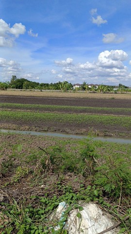 ที่ดิน ที่ดิน บางเดื่อ ใกล้ถนนราชพฤกษ์ ตัดใหม่ ปทุมธานี  4576 ตร.ว. 8000000 THB ใกล้ ใกล้ถนนราชพฤกษ์ ตัดใหม่ ปทุมธานี VERY GOOD อยู่ใกล้ความเจริญ ด้านหลังติดคลอง อ้อมล้อมธรรมชาติ