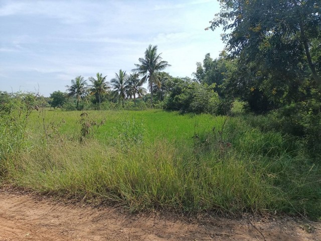ขายที่ดินทุ่งนา 4ไร่ 1.6ล้านบาท ถนนดิน ไฟฟ้าประปา 1 กม. ต.บุ่งคล้า อ.เมือง ชัยภูมิ