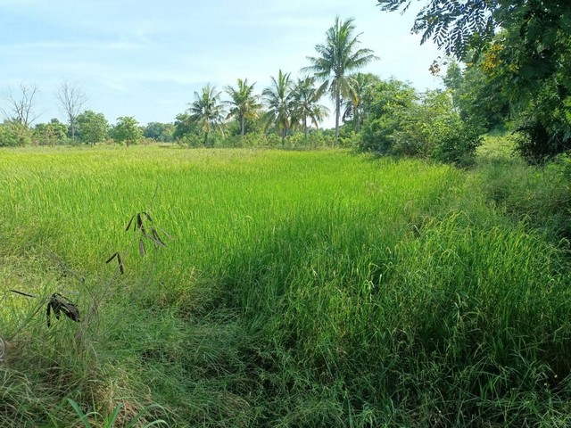 ขายที่ดินทุ่งนา 4ไร่ 1.6ล้านบาท ถนนดิน ไฟฟ้าประปา 1 กม. ต.บุ่งคล้า อ.เมือง ชัยภูมิ