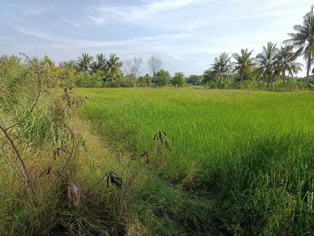 ขายที่ดินทุ่งนา 4ไร่ 1.6ล้านบาท ถนนดิน ไฟฟ้าประปา 1 กม. ต.บุ่งคล้า อ.เมือง ชัยภูมิ