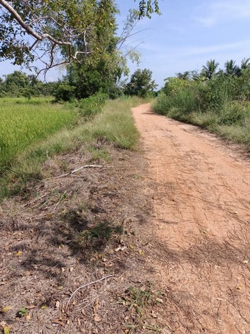 ขายที่ดินทุ่งนา 4ไร่ 1.6ล้านบาท ถนนดิน ไฟฟ้าประปา 1 กม. ต.บุ่งคล้า อ.เมือง ชัยภูมิ