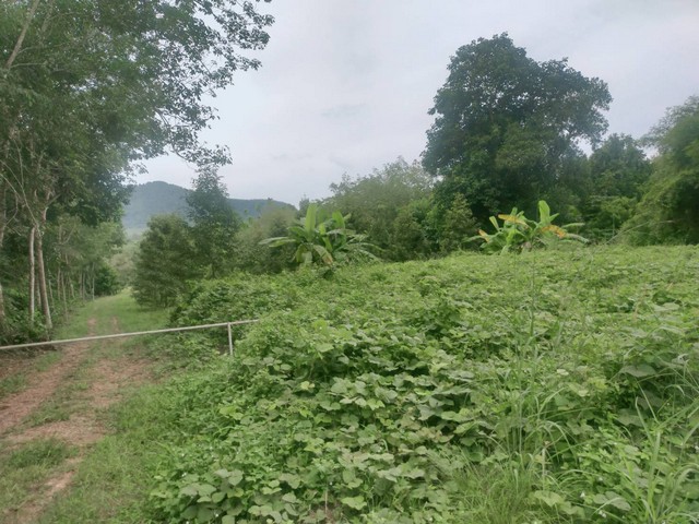 ขายสวนทุเรียนให้ผลผลิตแล้ว หน้าติดถนนลาดยางหลังวิวภูเขา เขตเมืองระยอง