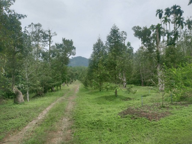 ขายสวนทุเรียนให้ผลผลิตแล้ว หน้าติดถนนลาดยางหลังวิวภูเขา เขตเมืองระยอง
