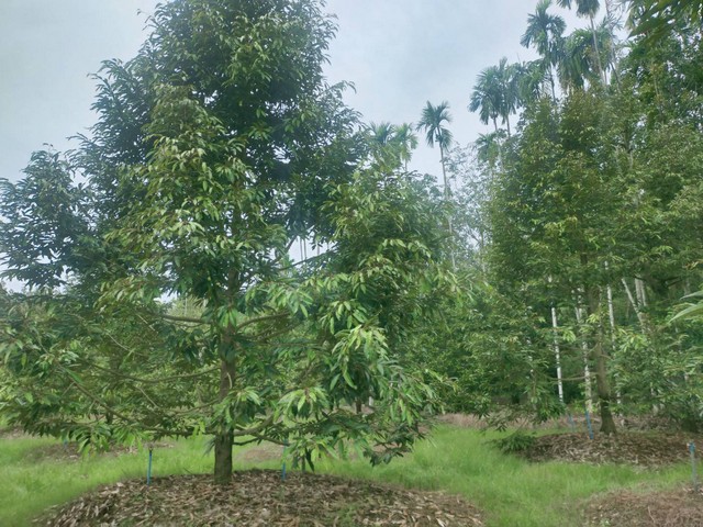 ขายสวนทุเรียนให้ผลผลิตแล้ว หน้าติดถนนลาดยางหลังวิวภูเขา เขตเมืองระยอง
