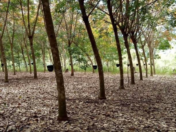 โซนแม่แตง ขาย 10 ล้าน เนื้อที่ 7 ไร่ #บ้านเป้า #วิวสวย ที่สวนเป็นเนิน มองเห็น #วิวภูเขา โอบล้อม #ใกล้ไร่บัวขาว เพียง 1 กม.