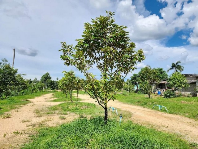 ขายลดราคาบ้านใหม่พร้อมสวนทุเรียนสวยๆ ใกล้ถนนสุขุมวิท เขตห้วยยาง อ.แกลง จ.ระยอง
