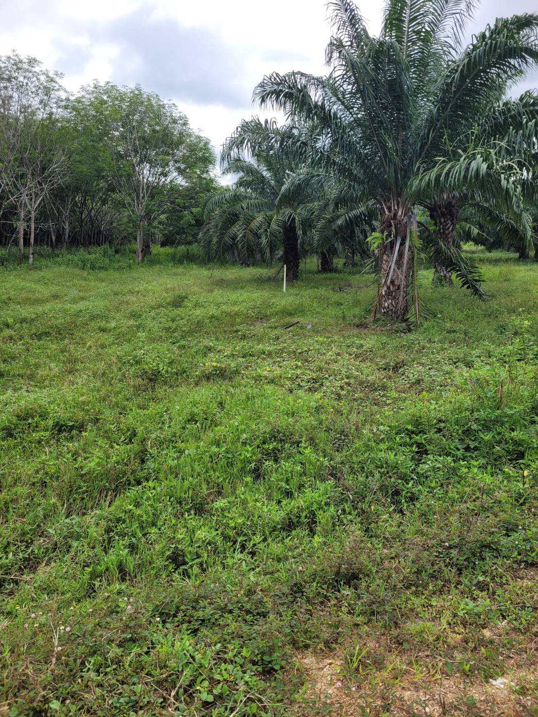 ขายที่ดิน ทำเลดี ติดถนนเพชรเกษม อำเภอบางสะพาน จังหวัดประจวบคีรีขันธ์ (เจ้าของขายเอง)           