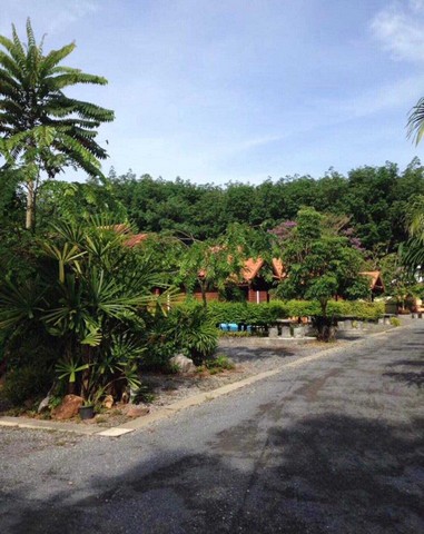 ขายธุรกิจรีสอร์ททำเลที่ล้อมรอบด้วยสวนป่า เนื้อที่5-0-33 ไร่ มีห้องพัก 20 หลัง  ถ.สุราษฎร์-นครศรีฯ  อ.กาญจนดิษฐ์ สุราษฎร์ธานี   ZST174