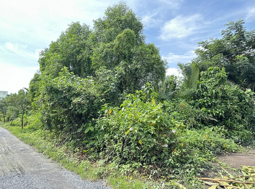 ขายที่ดินแปลงสวย ถมแล้ว 227 ตร.ว. ซอยวัดใหญ่ ตำบลในคลองบางปลากด อำเภอพระสมุทรเจดีย์ จังหวัดสมุทรปราการ