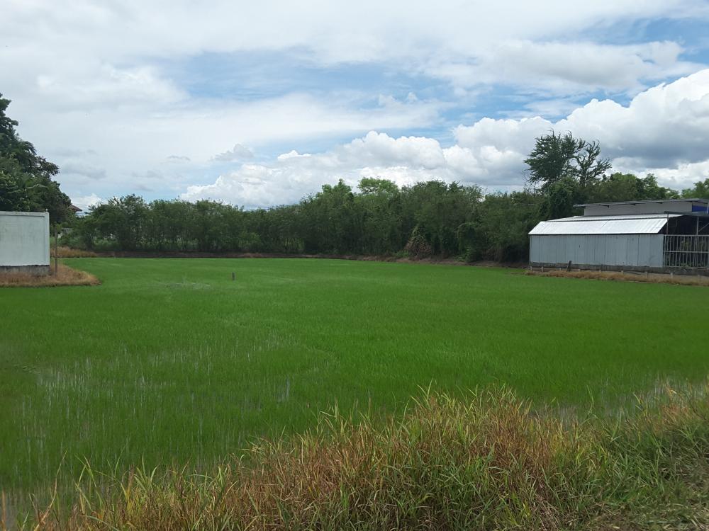 ที่ดิน 308 ตร.วา พุทธมณฑลสาย5 ซอยบางกระทึก10 (ซอยบุญฝ้าย) นครปฐม Land Phutthamonthon 5 Street