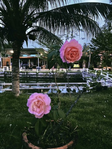 ขายด่วน รีสอร์ท เนื้อที่ 2 ไร่ ตั้งอยู่ ต.แสงอรุณ อ.ทับสะแก จ.ประจวบคีรีขันธ์