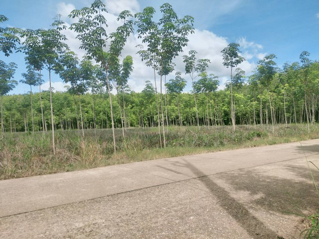 ขายสวนยางติดถนนคอนกรีตยาวมาก 9ไร่ เขตบ้านนา อ.แกลง จ.ระยอง