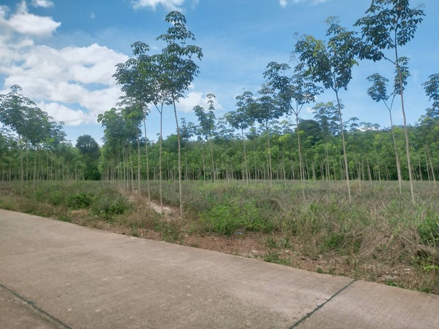 ขายสวนยางติดถนนคอนกรีตยาวมาก 9ไร่ เขตบ้านนา อ.แกลง จ.ระยอง