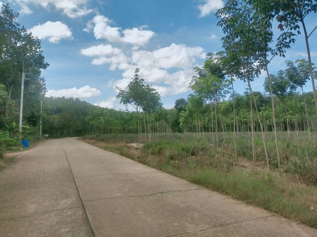 ขายสวนยางติดถนนคอนกรีตยาวมาก 9ไร่ เขตบ้านนา อ.แกลง จ.ระยอง
