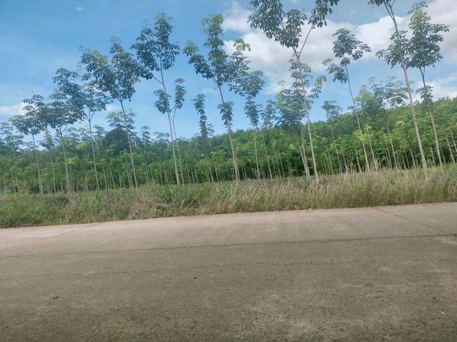ขายสวนยางติดถนนคอนกรีตยาวมาก 9ไร่ เขตบ้านนา อ.แกลง จ.ระยอง
