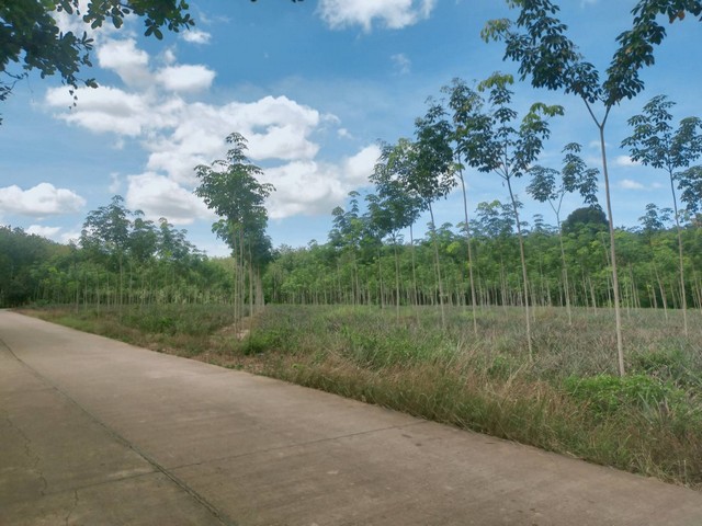 ขายสวนยางติดถนนคอนกรีตยาวมาก 9ไร่ เขตบ้านนา อ.แกลง จ.ระยอง