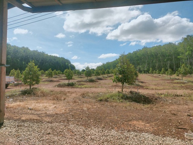 ขายสวนทุเรียนพร้อมบ้านสภาพใหม่ติดถนนลาดยาง วิวเขาเขตเขาชะเมา จ.ระยอง