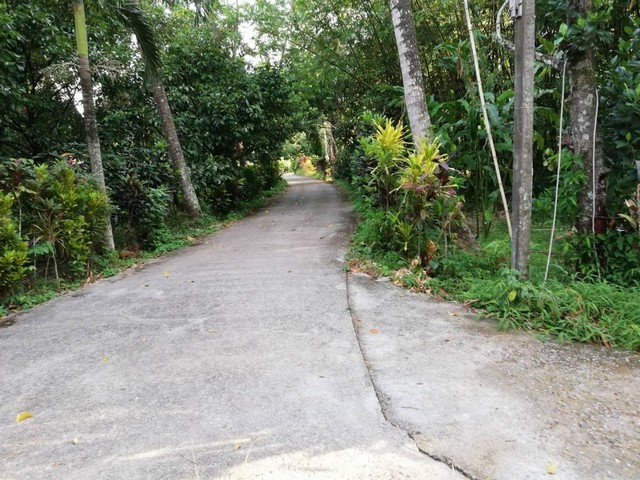 TD569  ขายที่ดินแปลงงาม     :           นครศรีธรรมราช