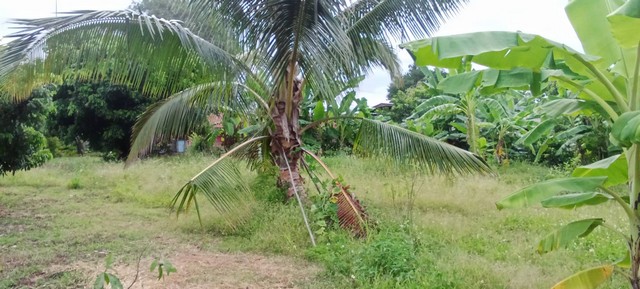 ขายที่ดินสวย ติดถนนโชตนา (ฝาง -เชียงใหม่) ต. ศรีดงเย็น อ.ไชยปราการ  จ.เชียงใหม่  ใกล้ฮิโนกิแลนด์