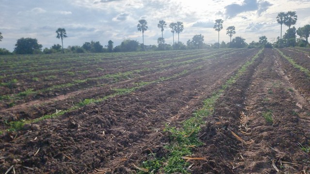 ขายด่วนที่ดินเพื่อการเกษตร 25-1-11 ไร่   ต.หนองไข่น้ำ อ.โนนสูง โคราช  ZB035
