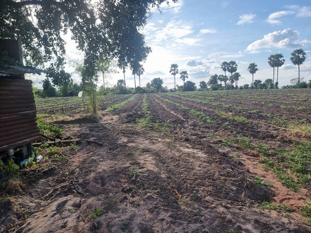 ขายด่วนที่ดินเพื่อการเกษตร 25-1-11 ไร่   ต.หนองไข่น้ำ อ.โนนสูง โคราช  ZB035