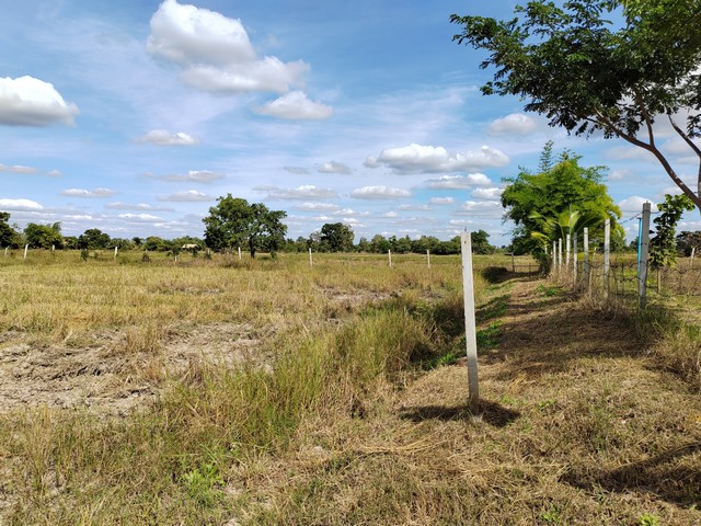 ขายด่วนที่ดิน 4-0-6.7  ไร่  ติดถนนสาธารณะ และคลองคลัง ใกล้ถนนกระสัง-หนองไข่น้ำเพียง 300 เมตร  จ.นครราชสีมา  ZE584