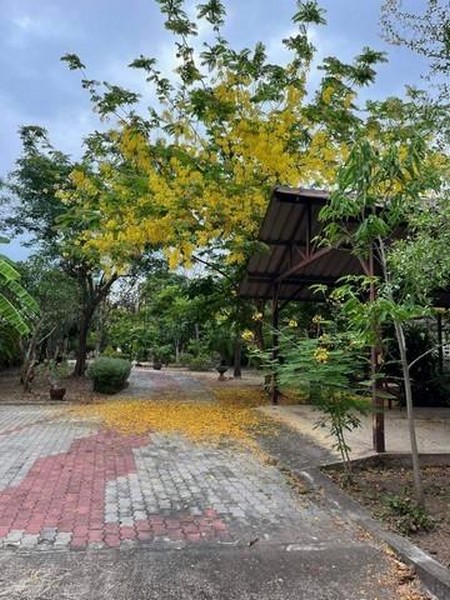 ขายที่ดินย่านท้ายหาด แม่กลอง สมุทรสงคราม ติดแม่น้ำแม่กลอง 1-3-99 ไร่ และที่งอกริมตลิ่งพร้อมสิ่งปลูกสร้าง