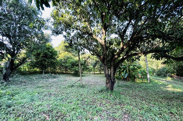  ขายที่ดินพร้อมบ้านสวน ห้อง เนื้อที่ 1ไร่ 13 ตร.ว. [M25662] อ.ชัยบาดาล จ.ลพบุรี  