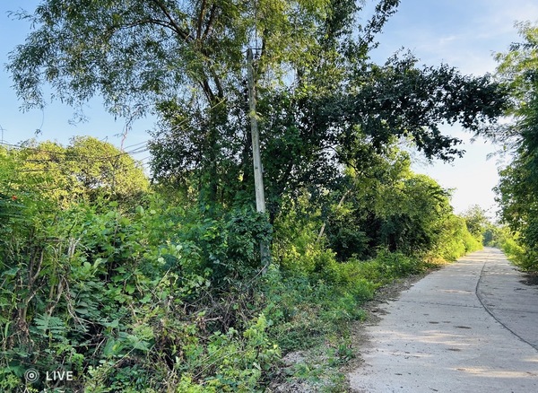  ขายที่ดินพร้อมบ้านสวน ห้อง เนื้อที่ 1ไร่ 13 ตร.ว. [M25662] อ.ชัยบาดาล จ.ลพบุรี  