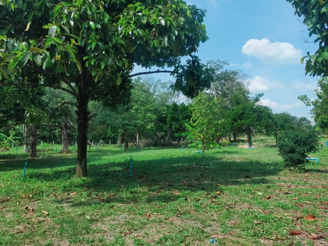 ขายสวนผสมวิวเขาใกล้เมืองระยอง เขตบ้านแลง แบ่งขายได้ 