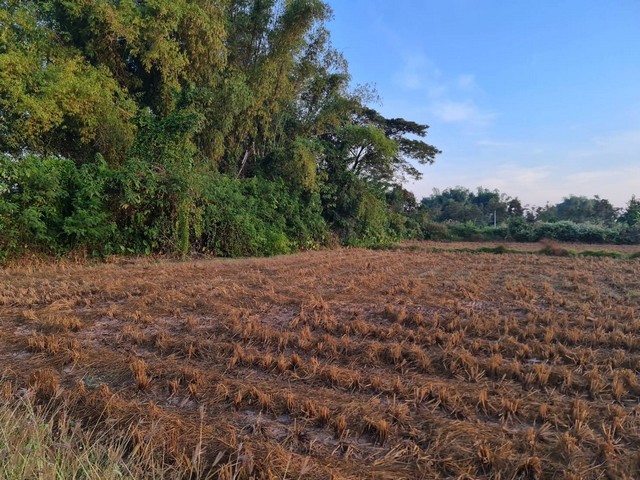ขายที่ดินติดแม่น้ำโขง 18-2-70 ไร่ ต.กุดบง อ.โพนพิสัย จ.หนองคาย หน้าติดถนนโยธาธิการ หลังติดแม่น้ำโขง ไร่ละ 2ล้านบาท โทร 096-882-1857