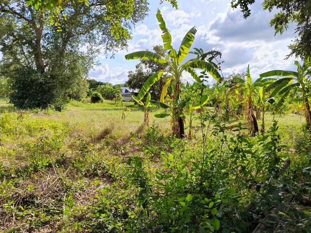 ขายด่วนที่ดินในหมู่บ้านสนวน 100 ตร.วา ต.หนองไข่น้ำ อ.เมือง   จ.นครราชสีมา   ZE585