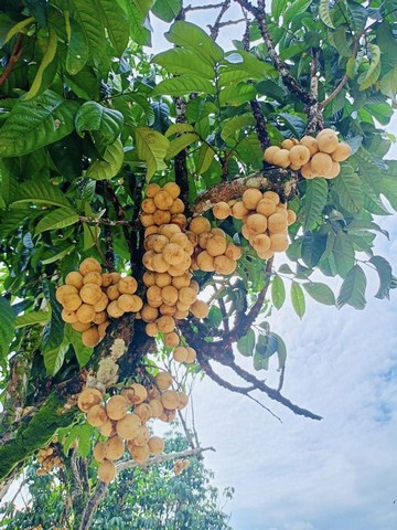 ที่สวนติดลำธารสาริกา นครนายกเดินทางสะดวก มีผลไม้และต้นไม้ใหญ่ให้ความร่มเงา  แบ่งขาย 3 แปลง 9,500/ตรว. 