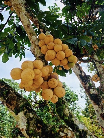 ที่สวนติดลำธารสาริกา นครนายกเดินทางสะดวก มีผลไม้และต้นไม้ใหญ่ให้ความร่มเงา  แบ่งขาย 3 แปลง 9,500/ตรว. 