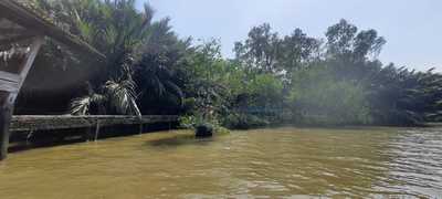 Land for rent ที่ดินเกือบ 7 ไร่ บางกระเจ้า ติดแม่น้ำเจ้าพระยา สามารถทำท่าเรือออกแม่น้ำได้