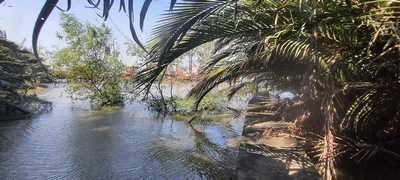 Land for rent ที่ดินเกือบ 7 ไร่ บางกระเจ้า ติดแม่น้ำเจ้าพระยา สามารถทำท่าเรือออกแม่น้ำได้